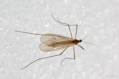 Trichocera major