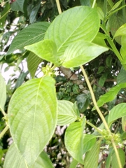 Sabicea villosa
