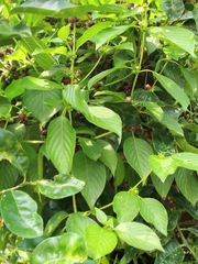 Sabicea villosa