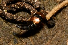 Tachyporus vafer