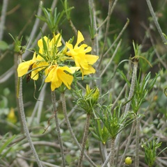 Cascabela thevetioides