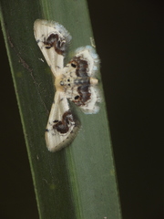 Idaea macrospila