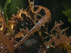 Chondracanthus chamissoi