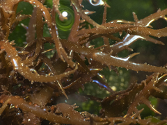 Chondracanthus chamissoi