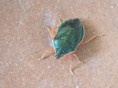 Tynacantha marginata