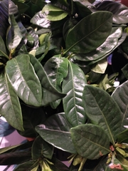 Gardenia jasminoides