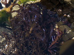 Chondracanthus chamissoi