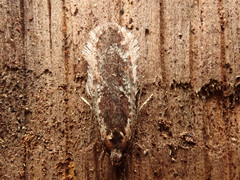 Agonopterix hypericella