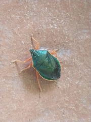 Tynacantha marginata