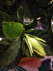 Gardenia jasminoides