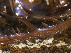 Chondracanthus chamissoi