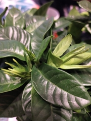 Gardenia jasminoides