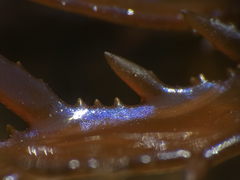 Chondracanthus chamissoi