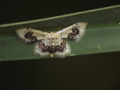 Idaea macrospila