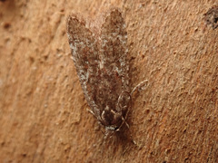 Agonopterix hypericella