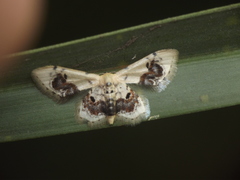 Idaea macrospila