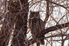 Bubo virginianus