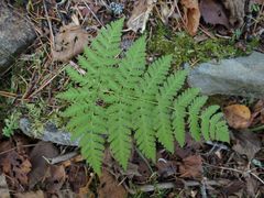 Dryopteris amurensis