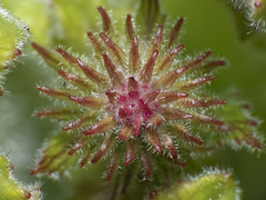 Francoa appendiculata