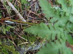 Dryopteris amurensis