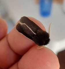 Paracles contraria