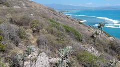 Coccothrinax boschiana