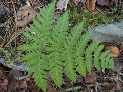 Dryopteris amurensis
