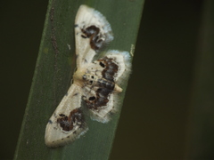 Idaea macrospila