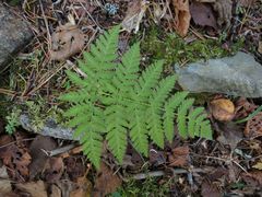 Dryopteris amurensis