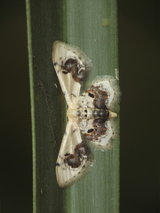 Idaea macrospila