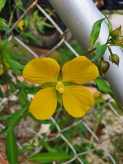 Ludwigia octovalvis