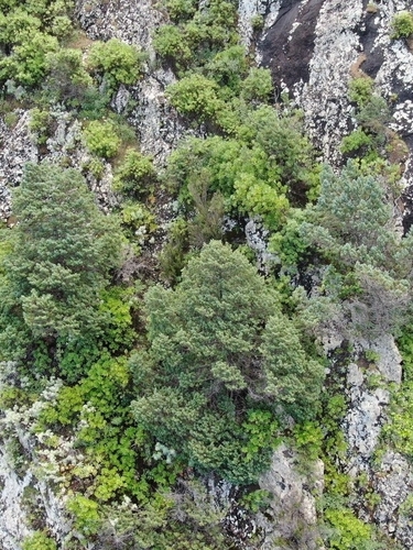 Canary Juniper