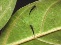 Gigantothrips elegans