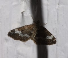 Perizoma alchemillata