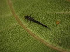 Gigantothrips elegans