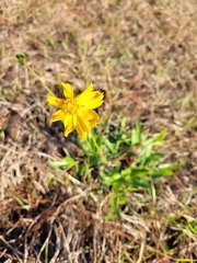 Coreopsis lanceolata image