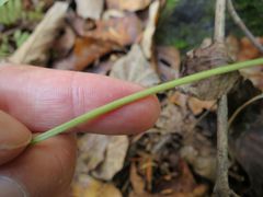 Osmorhiza aristata