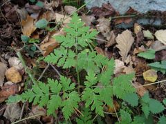 Osmorhiza aristata