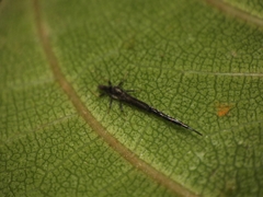 Gigantothrips elegans