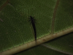 Gigantothrips elegans
