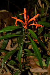 Aphelandra chamissoniana