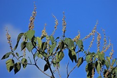 Croton piluliferus