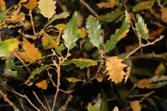 Quercus × hispanica