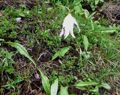 Erythronium montanum