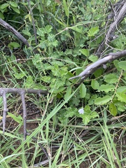 Rhinacanthus xerophilus