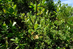 Combretum moggii
