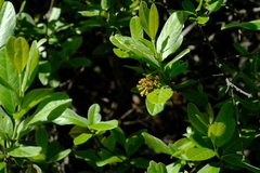 Combretum moggii
