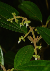 Miconia dasytricha