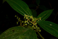 Miconia dasytricha