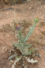Onopordum macracanthum